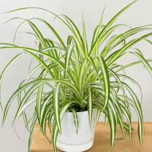 SPIDER PLANT