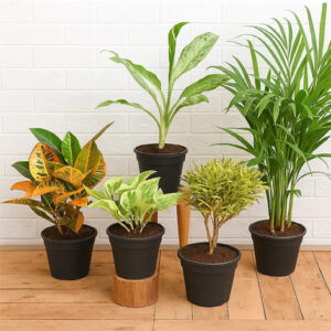 Live Plant